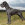 Danua (Great Dane)